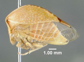 Media type: image;   Entomology 619021 Aspect: habitus lateral view